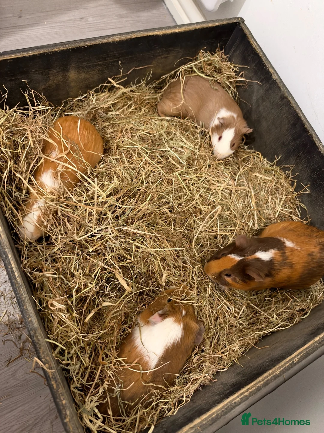 Guinea Pig rodents for sale: Guniea pig for free  - Advert 1