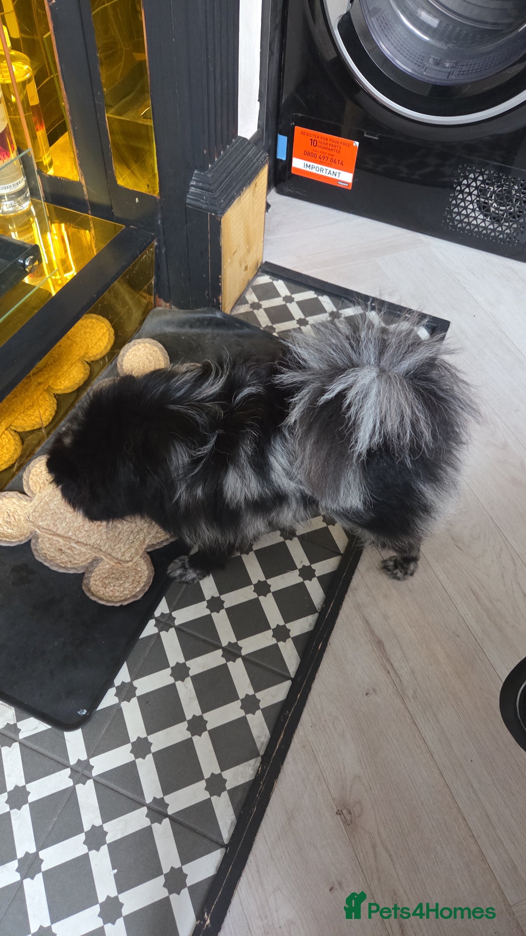 Pomeranian dogs for stud: Very rare merle pomeranian for stud duties - Image 6
