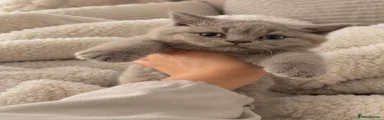 British Shorthair 5