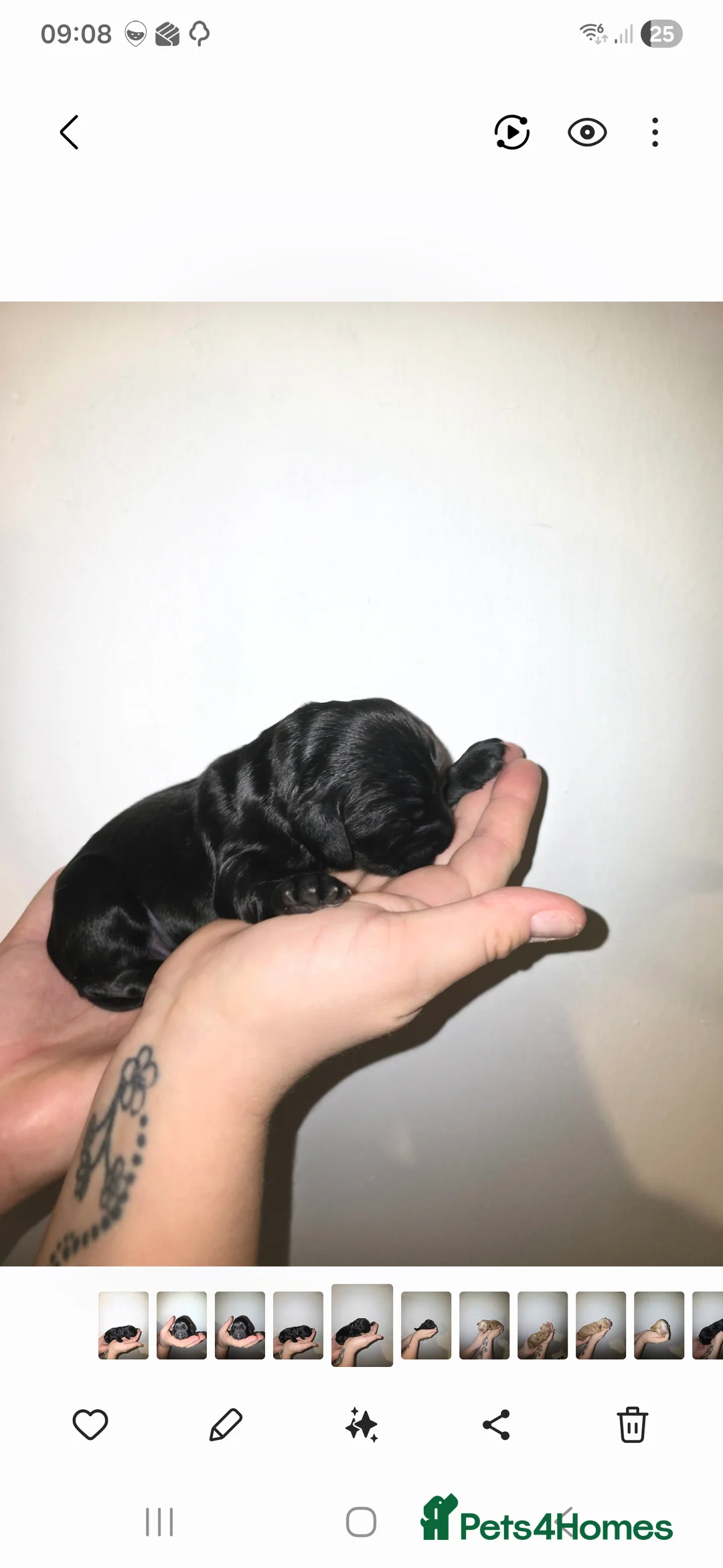 Cocker Spaniel dogs for sale: Cocker spainel puppies - Advert 31