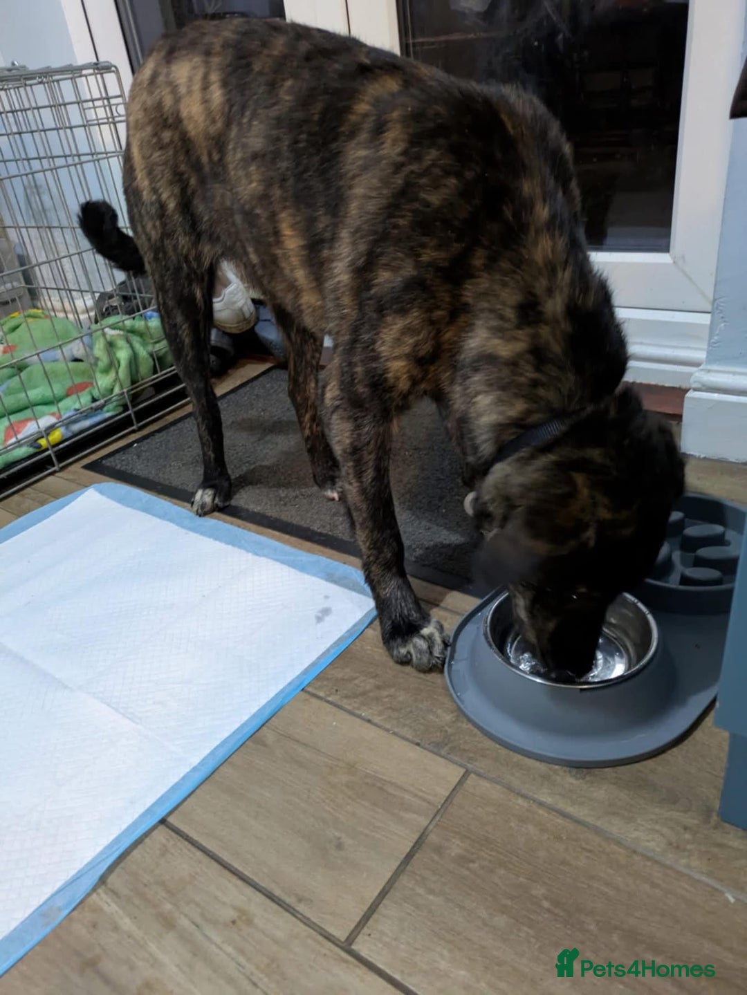 Mixed Breed dogs for adoption: Aurora - Stowmarket Suffolk  - Advert 10