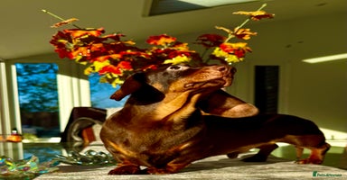 Miniature Dachshund dogs Rudi: The Silent Soul Who Survived the Unthinkable - Advert 1