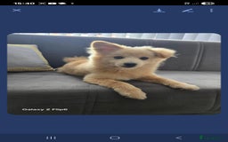 Pomeranian dogs for sale:  Pomerian - Image 2
