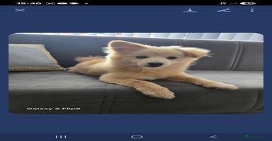 Pomeranian dogs - Advert 12