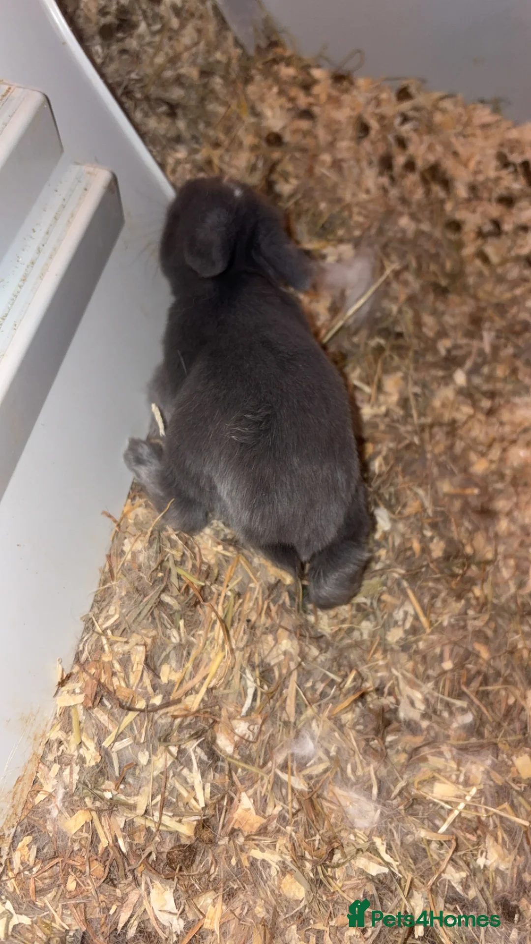 Mini Lop rabbits for sale: 4 pure breed mini lop - Advert 6