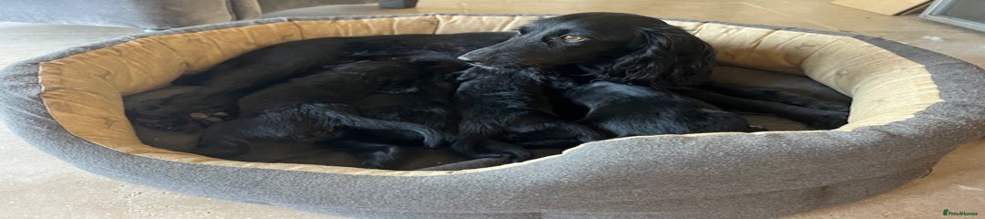 Cocker Spaniel Puppy 2