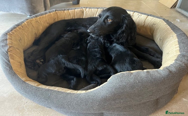 Cocker Spaniel dogs - Advert 6