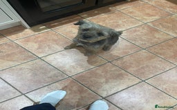 Border Terrier dogs for sale: 5yr old female border terrier  - Image 6