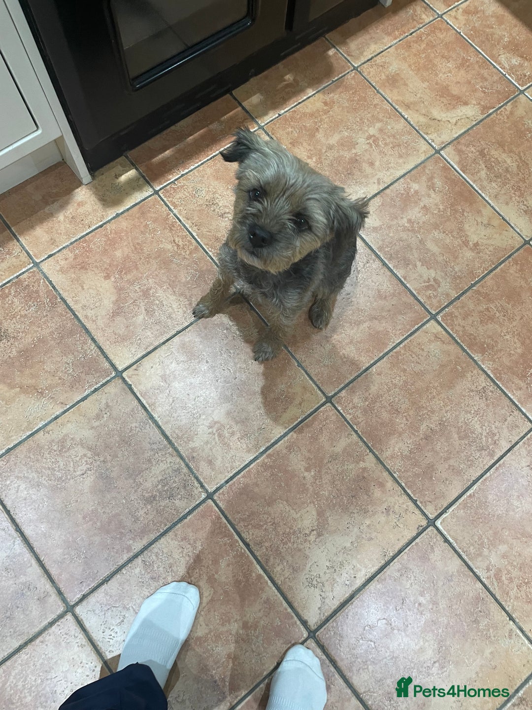 Border Terrier dogs for sale: 5yr old female border terrier  - Image 6
