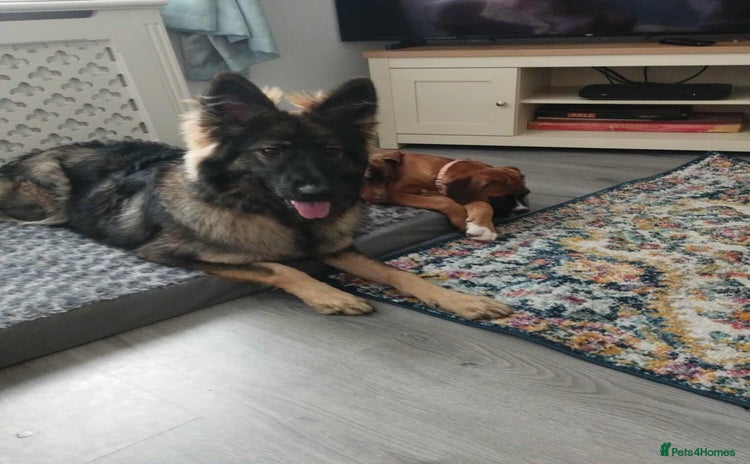 German Shepherd dogs - Advert 6
