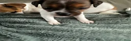 Jack Russell dogs for sale: Beautiful Miniature Jack Russell’s  - Advert 11