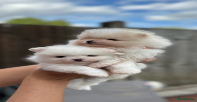 Pomeranian dogs - Advert 5