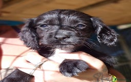 Sprocker dogs for sale: **REDUCED** Beautiful Sprocker pups - Image 5