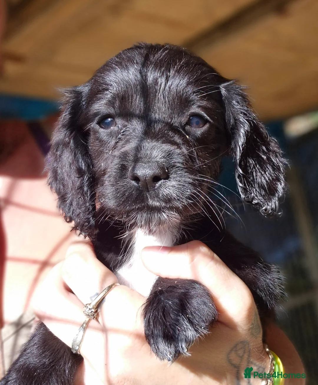 Sprocker dogs for sale: **LAST PUP** Beautiful Sprocker pups - Advert 5