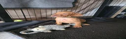 Hungarian Vizsla dogs for sale: ***Ready Now*** Hungarian Vizsla Puppies  - Advert 13
