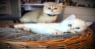 Scottish Fold cats - Advert 4