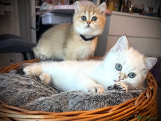 Scottish Fold cats - Advert 11