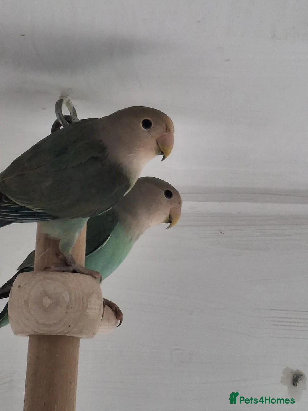 Lovebirds birds for sale: Love birds - Advert 3