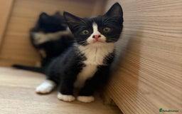British Shorthair cats for sale: Gorgeous British Shorthair kittens! - Image 11