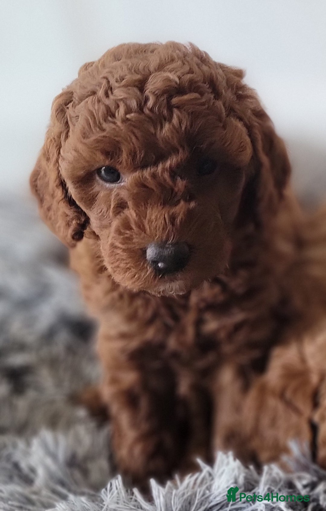 Miniature Poodle dogs for sale: Miniature Red Poodle KC Reg Full Pedigree - Image 16