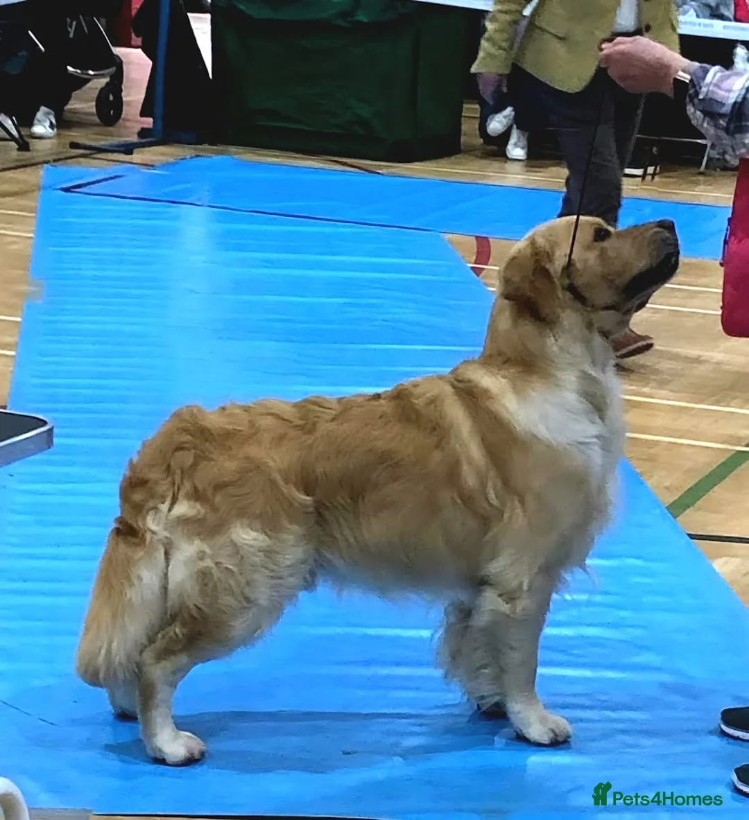 Golden Retriever dogs for stud: Cesarka Golden Retrievers in Conwy - Advert 7