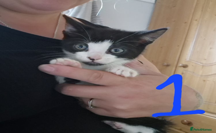 Domestic Shorthair cats - Advert 9