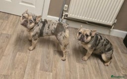 French Bulldog dogs for sale: 2 girls age 2 to be rehomed - Advert 3