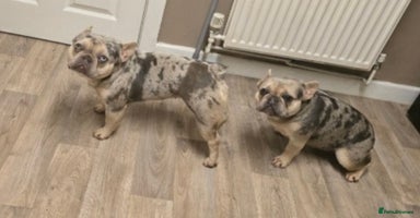 French Bulldog dogs 2 girls age 2 to be rehomed - Advert 3