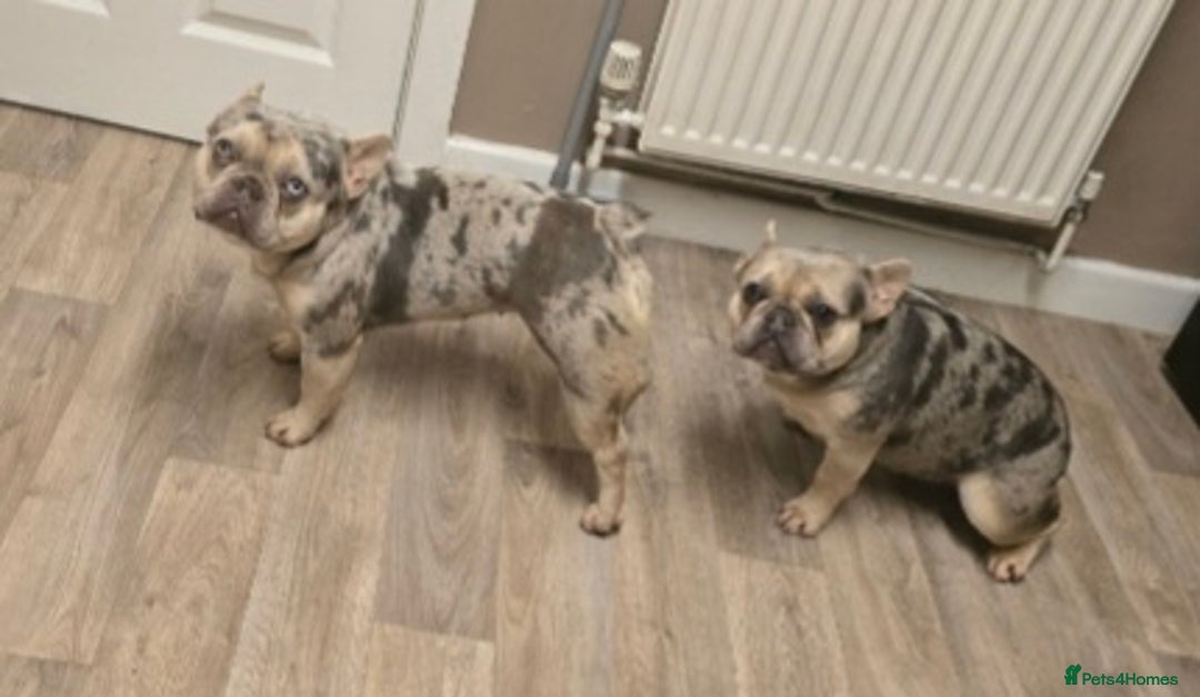 French Bulldog dogs for sale: 2 girls age 2 to be rehomed - Advert 3