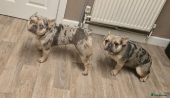 French Bulldog dogs 2 girls age 2 to be rehomed - Advert 2
