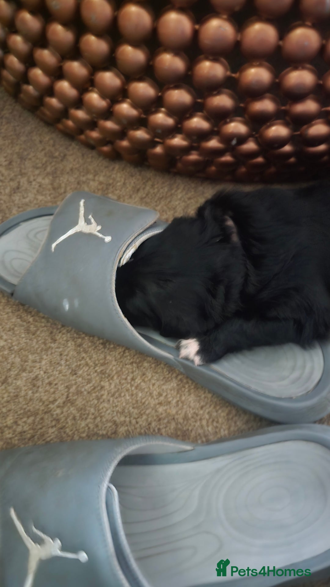 Mixed Breed dogs for sale: Ethically Raised German Shepherd x Lab Puppies - Advert 12