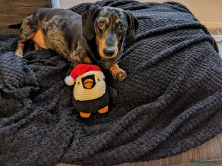 Miniature Dachshund dogs Ralphy miniature silver dapple dachshund - Advert 6