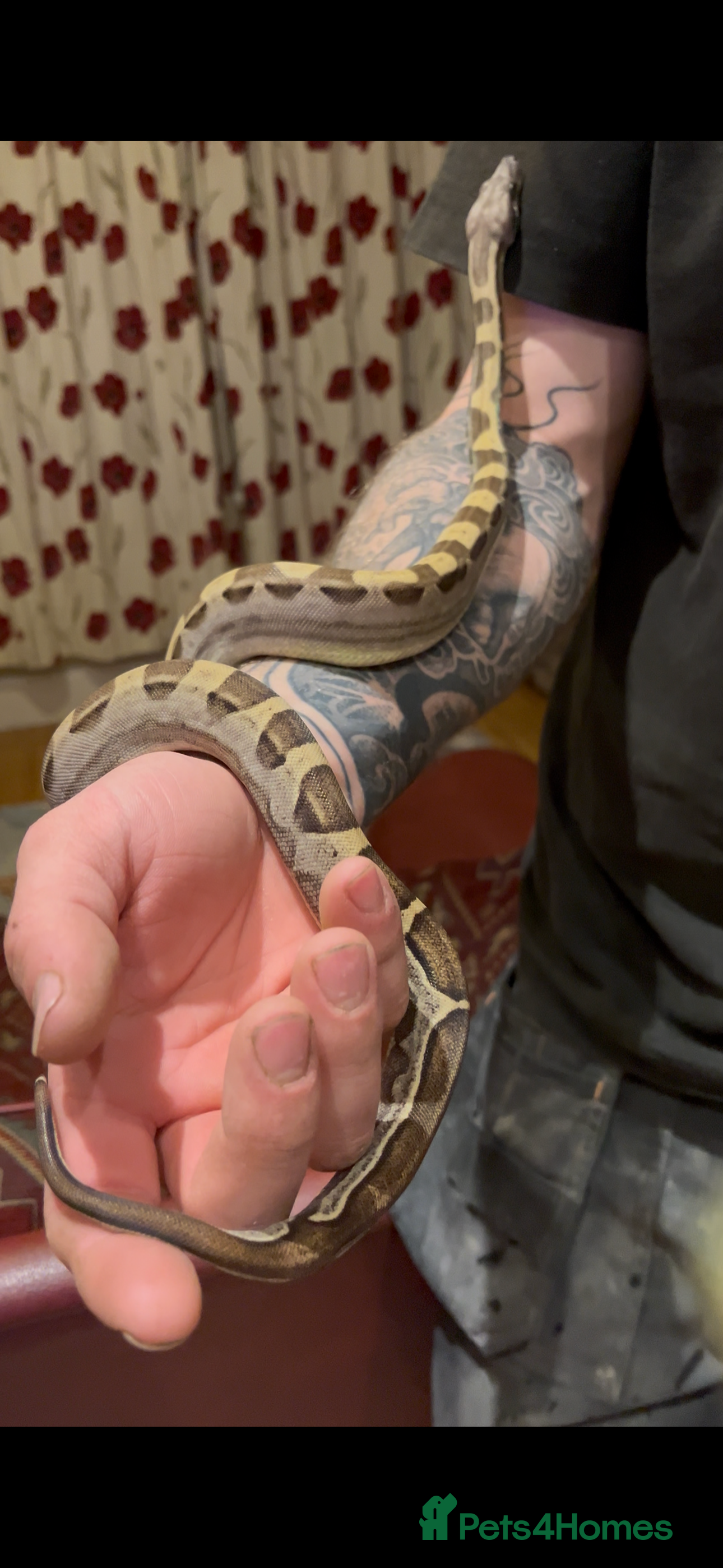 Boa Snake reptiles Boa constrictor for sale - Advert 1