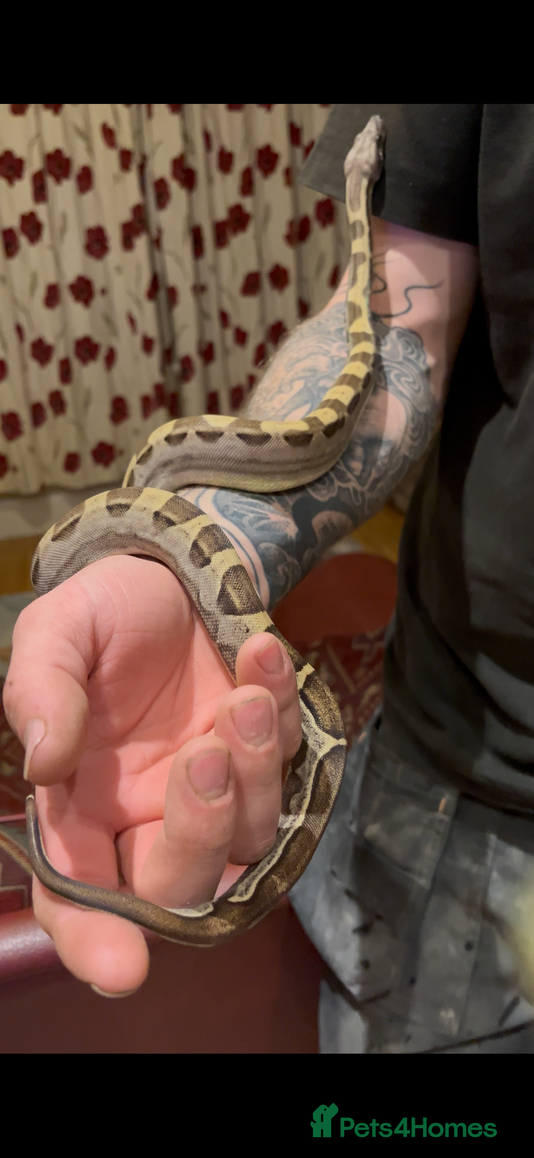 Boa Snake reptiles for sale: Boa constrictor for sale - Advert 1