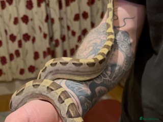 Boa Snake reptiles Boa constrictor for sale - Advert 1