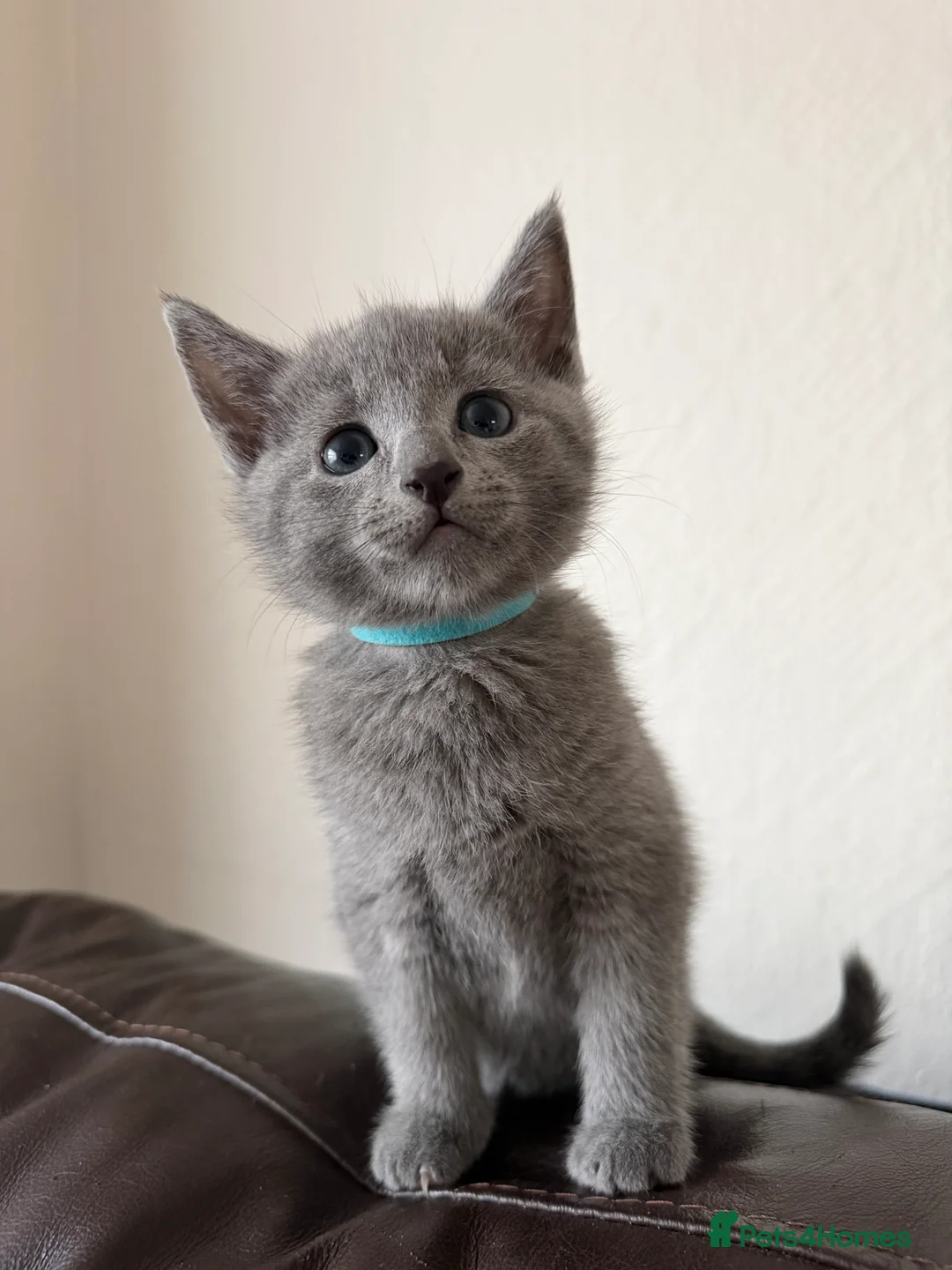 Russian Blue cats for sale: Russian blue TICA registered kittens  - Advert 10