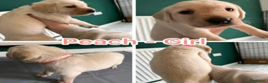 Labrador Retriever Puppy 5