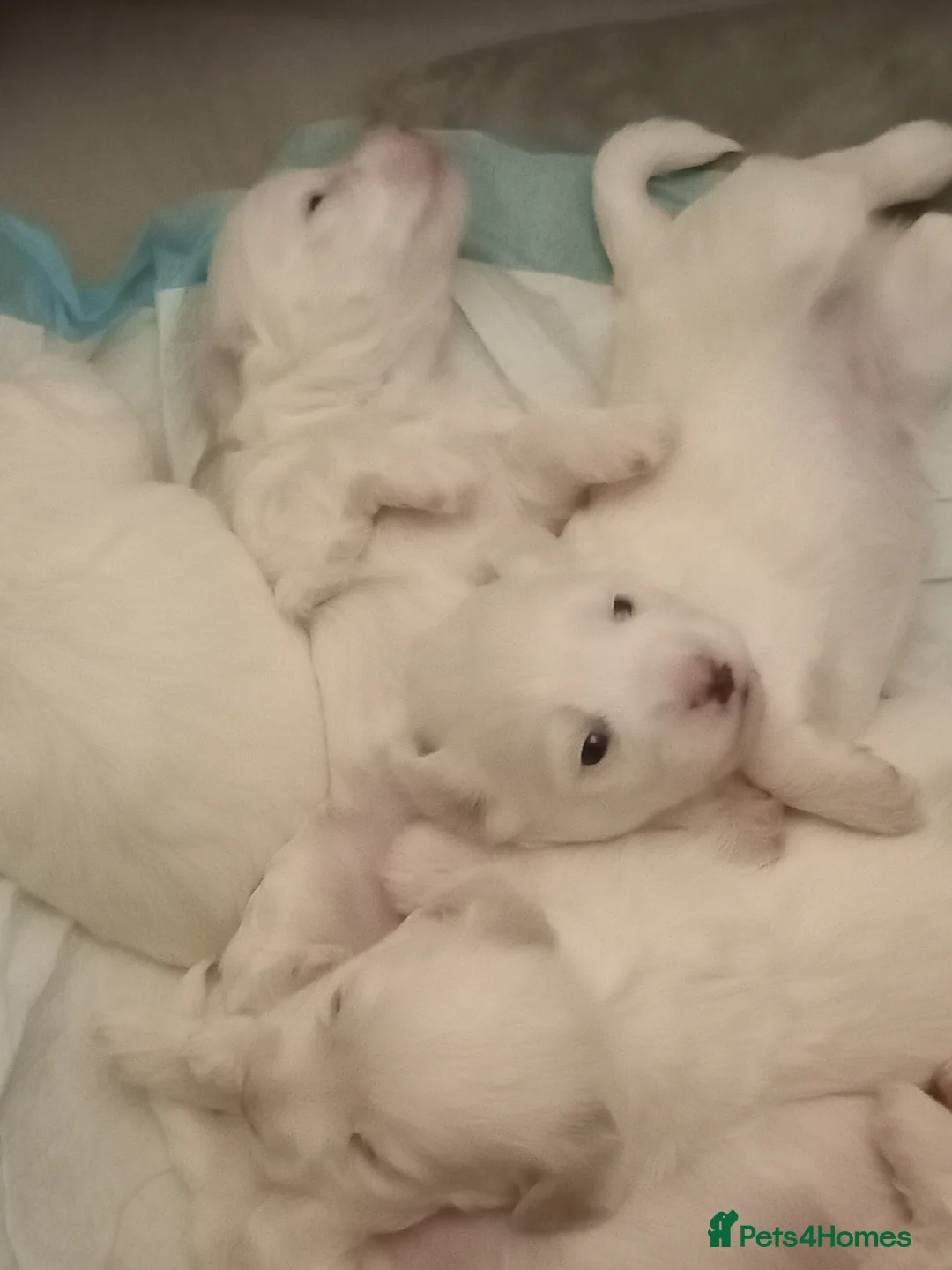 Maltese dogs for sale: 1 maltese male puppy sale green tag left - Advert 23