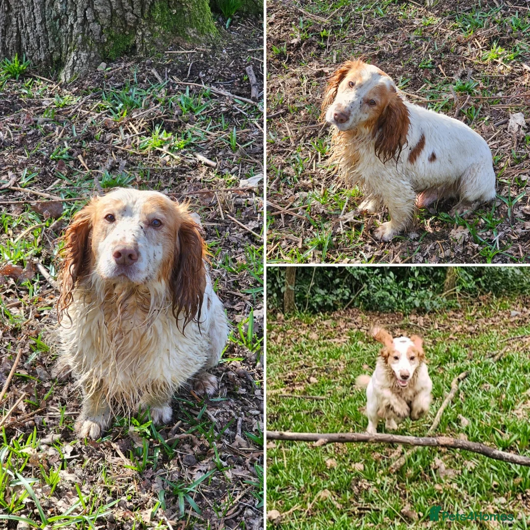 Cocker Spaniel dogs for sale: Beautiful coloured cocker spaniels   -Ready 22/03 - Advert 12