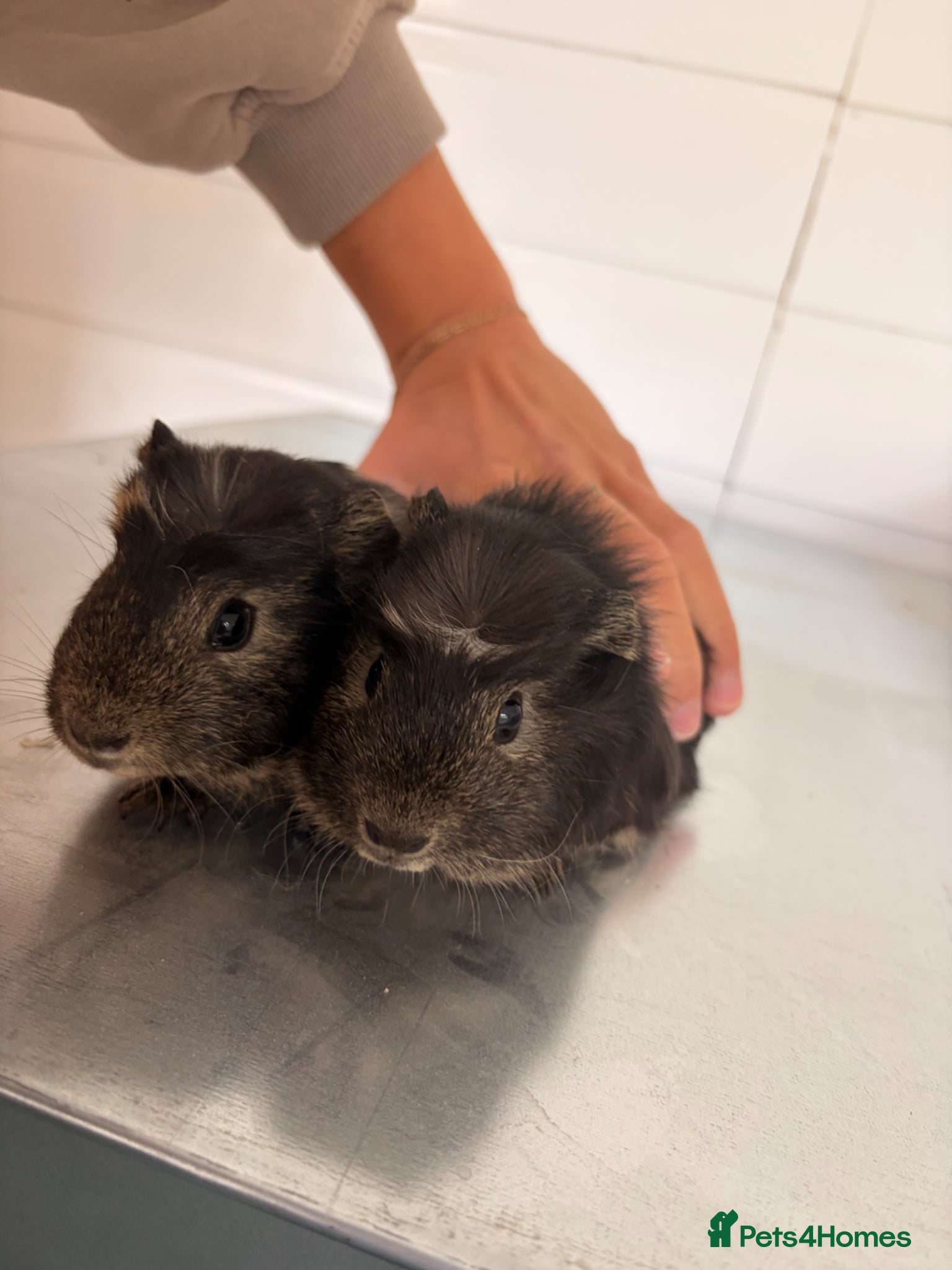 Guinea Pig rodents Bonded Boars - £20 a pair - Advert 9