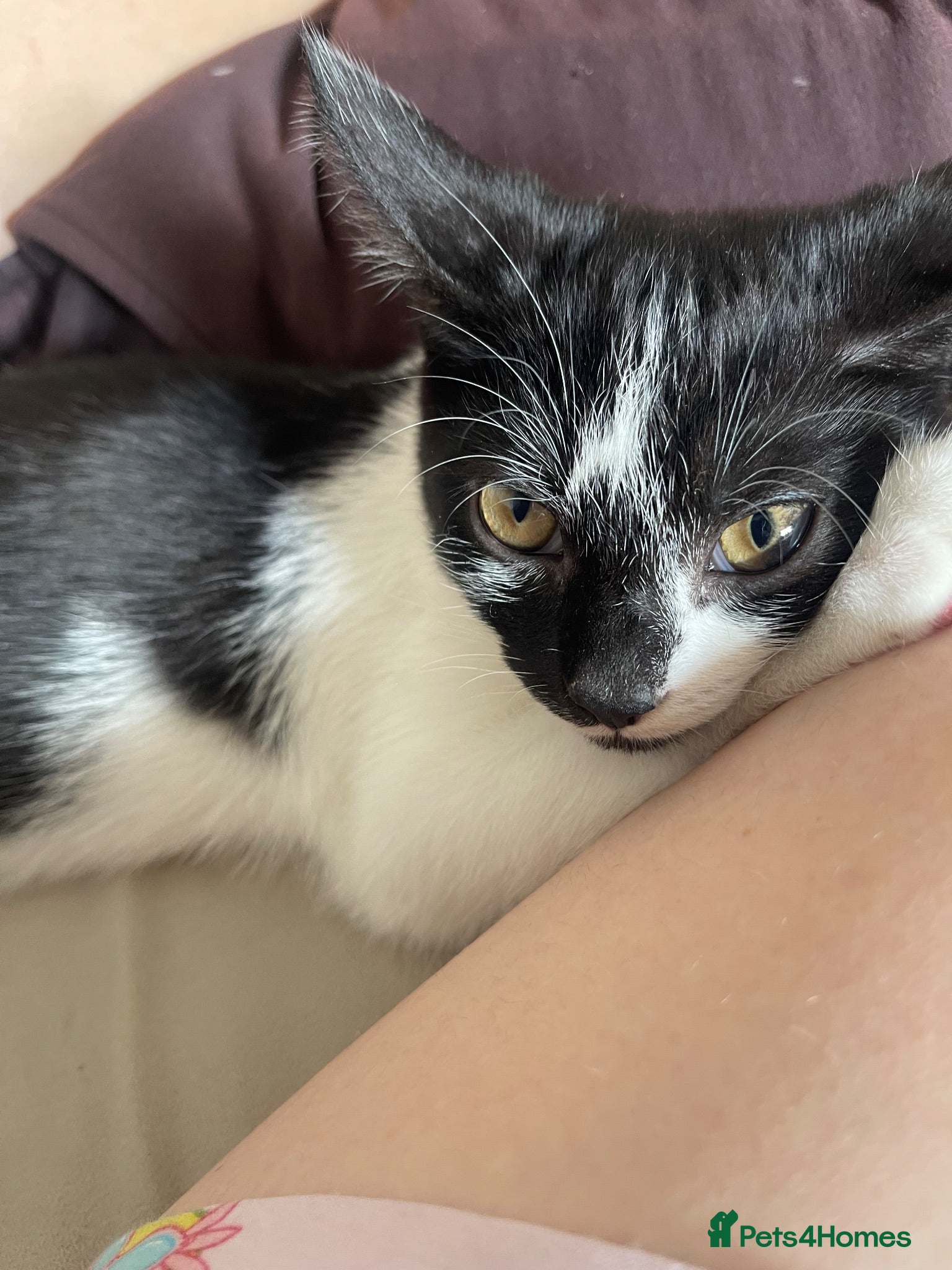 Mixed Breed cats Ghost /Breed is mixed (tuxedo, maine coon, tortie) - Advert 1
