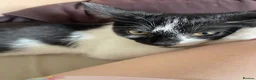 Mixed Breed cats for sale: Ghost /Breed is mixed (tuxedo, maine coon, tortie) - Advert 1