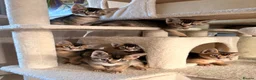 Mixed Breed cats for sale: Beautiful Home Raised Abyssinian Mix Kittens - Advert 2