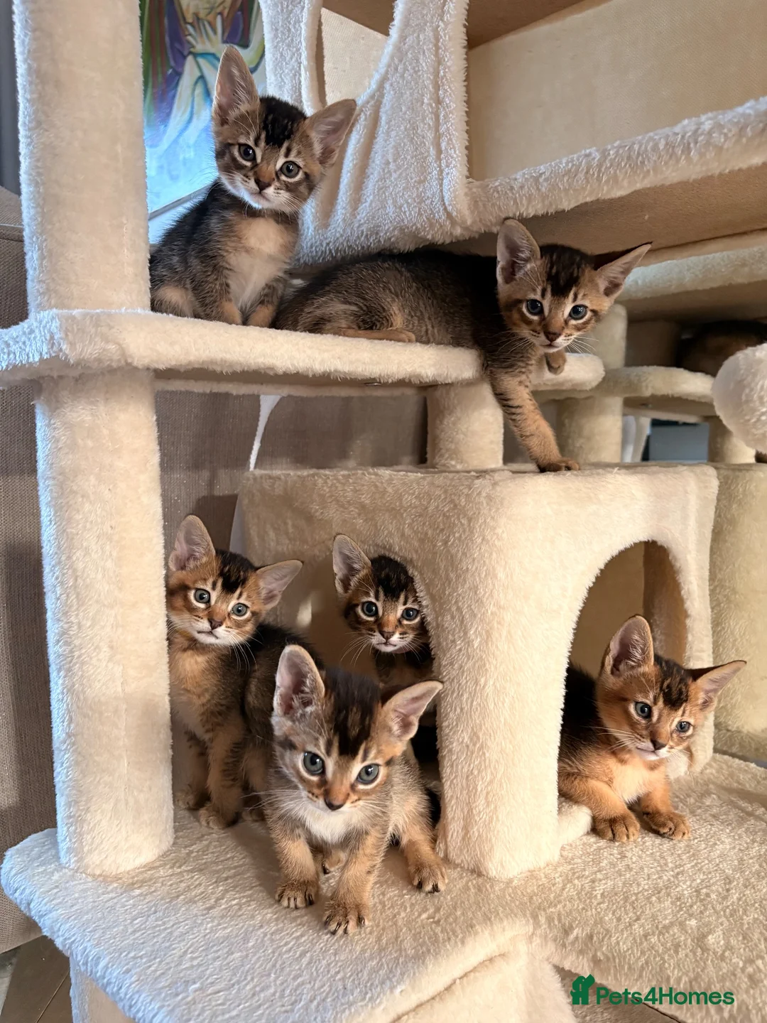 Mixed Breed cats for sale: Beautiful Home Raised Abyssinian Mix Kittens - Advert 2