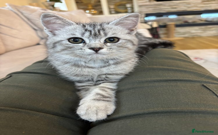 Persian cats - Advert 2