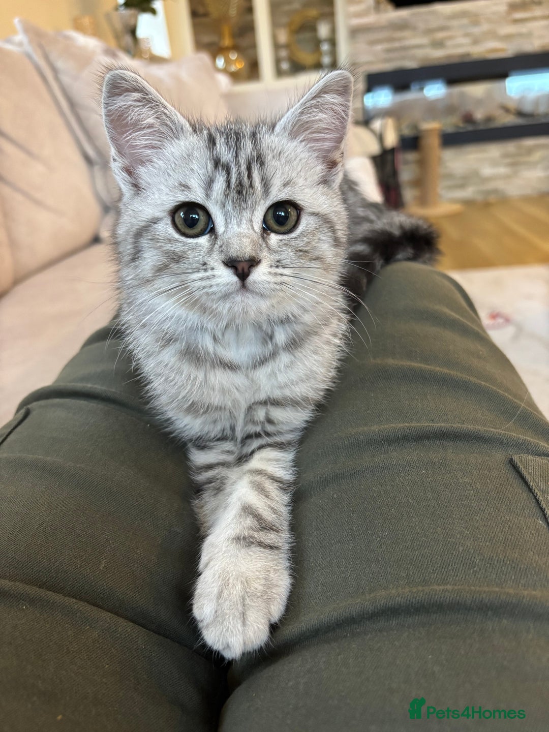 Persian cats for sale: Persian Cross Kittens - GCCF Registered parents - Image 1