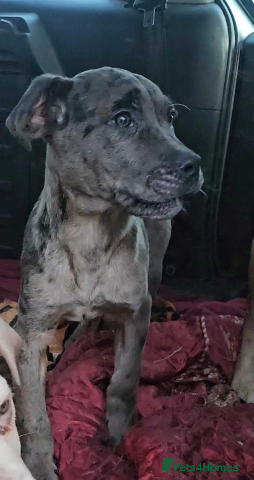 Mixed Breed dogs for sale: Cane corso cross Pressa canario puppy - Advert 6