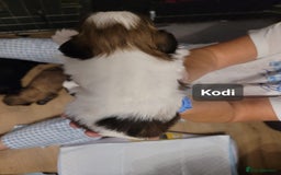 Shih Tzu dogs for sale: Beautiful Shih Tzu Puppies - Image 30