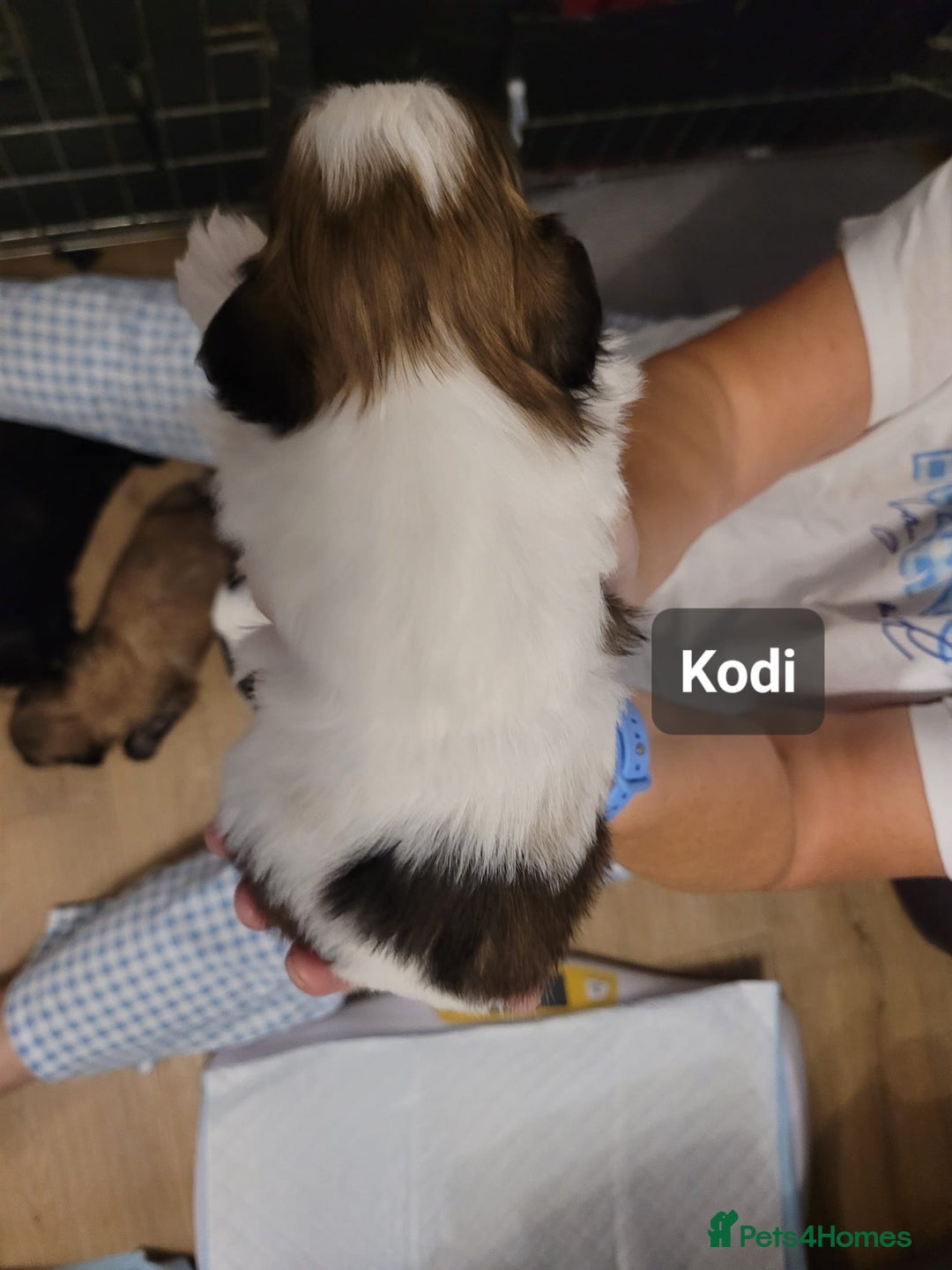 Shih Tzu dogs for sale: Beautiful Shih Tzu Puppies - Image 30