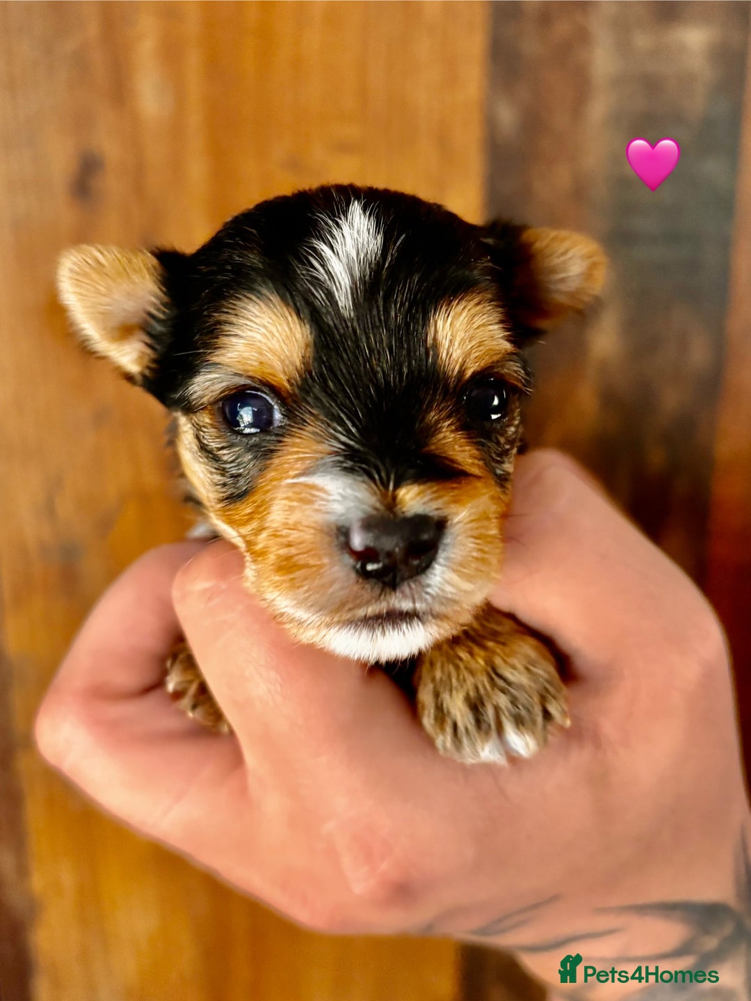 Yorkshire Terrier dogs for sale: Miniature pedigree Yorkshire Terrier  - Image 7